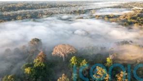 Pressures on Amazon rainforest could lead to large-scale collapse, study warns