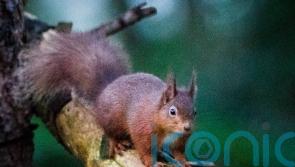 Secret to why grey squirrels outcompete reds may lie in gut bacteria – study
