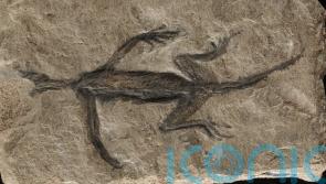 Remains of ancient reptile found in Italian alps are mostly fake, scientists say