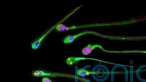 New research discovers sluggish sperm can be boosted by ultrasound waves