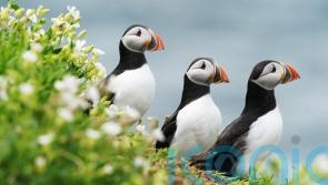 Important bird habitat will reopen to visitors after shutting due to avian flu