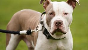 Carlow TD 'wholeheartedly welcomes' governments ban on XL Bully dogs