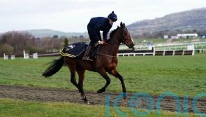 Carlow-based trainer Shark prepping Hewick for National attack – but first is the Gold Cup