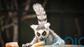 More than 2,700 dangerous wild animals privately owned, figures show