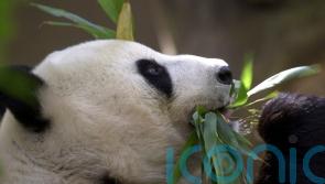 China plans to send San Diego Zoo more pandas, reigniting panda diplomacy