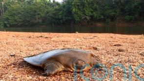 ‘Secretive’ rare turtle found after detective work by British conservationists