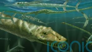 Palaeontologists unveil 240-million-year-old reptile likened to Chinese dragon