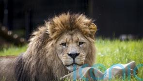 Common shellfish supplement ‘could ease age-related joint pain in big cats’