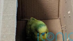 Bird named Budge Lightyear after it was found at space centre looking for owner