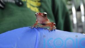 Frog species in ‘perilous state’ bred at Cotswold Wildlife Park