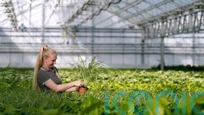Demand for houseplants has continued to soar since lockdown, says UK supermarket