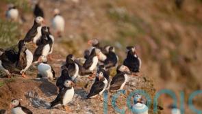 Celebrate spring days with these brilliant birding breaks in the UK