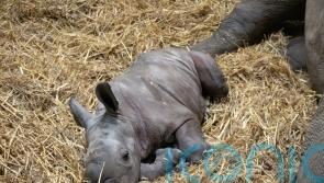 Female rhino born at safari park