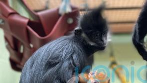Bedfordshire zoo welcomes ‘ray of sunshine’ baby monkey