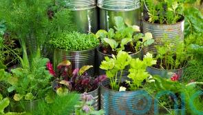 5 unusual herbs to grow that you won’t find in the supermarket