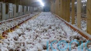Co-op chairwoman faces Packham-led membership call to ditch ‘Frankenchickens’