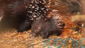 Whipsnade Zoo celebrates birth of baby porcupine in time for Mother’s Day