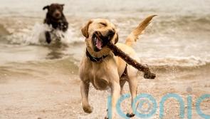 Genetic mutation in 25% of Labradors hard-wires them for obesity – study