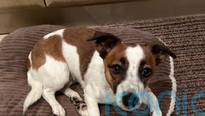 Dog thefts on rise across UK amid plea to only use ‘reputable’ breeders