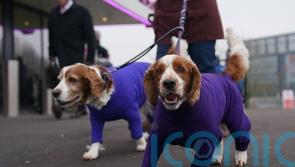 Dogs wearing colourful coats and scarves descend on Birmingham for Crufts 2024