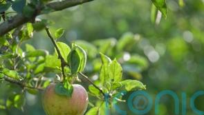 RHS orchard’s heritage apple trees sampled for their ‘DNA fingerprint’