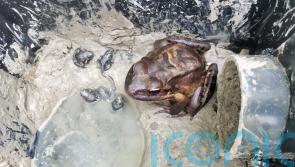 Critically endangered mountain chicken froglets hop into world at London Zoo