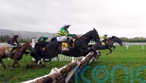 Milan Tino to fly the Cheltenham flag for France