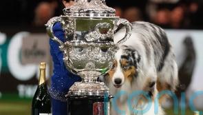 Australian shepherd named Viking crowned best in show at Crufts