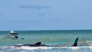 Beached sperm whale dies after becoming stranded on Florida’s Gulf Coast