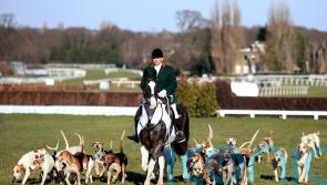 Animal welfare charities join forces in bid to end hunting with dogs
