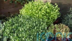 6 quick-growing crops for impatient gardeners