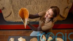 Shells from Captain Cook’s third voyage ‘lost for 40 years’ are saved from skip