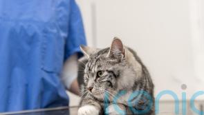Q&A: Why are UK vets being investigated, and am I paying too much?