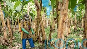 Banana farmers face existential risk from costs and climate change, forum hears