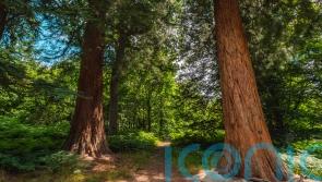 Analysis to ‘weigh’ giant sequoias shows they are well adapted to growing in UK