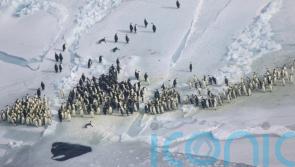 Scientists see 9.6% drop in emperor penguin populations in just under a decade