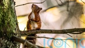 Nature facing irreversible decline without urgent political action, WWF warns