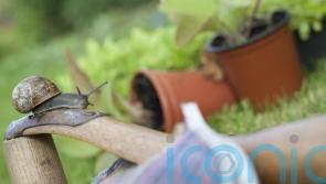 Make friends with slugs and snails, gardeners urged