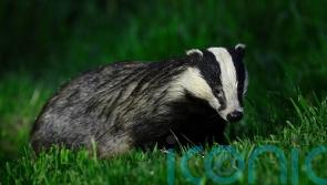 Plans for targeted badger culling to continue in &lsquo;hotspots&rsquo; to tackle bovine TB