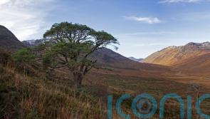 Ministers urged to declare Scotland a rewilding nation