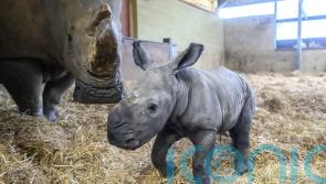 Baby rhino charges into world after quick four-minute labour at Bedfordshire zoo