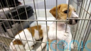 Proposals to crack down on puppy smuggling clear first Commons hurdle