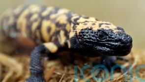 US man ‘died from pet Gila monster’s venomous bite’