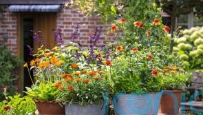 Easy ways to choose and style your garden pots like a pro