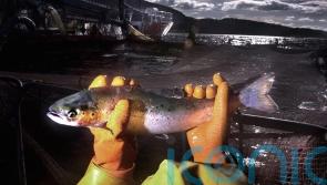 Fish fed to farmed salmon should be part of our diet, study suggests