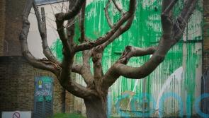 Banksy tree mural defaced with white paint