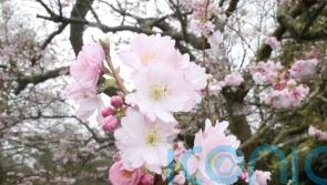 Early spring has slowed, National Trust says as it launches blossom campaign