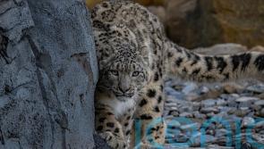 Snow leopards arrive at Chester Zoo for first time in 93-year history