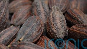 Cocoa prices soar ahead of Easter as ‘impact of climate change and El Nino’ hit