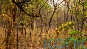 UK pledges £6m to back ‘climate-smart’ farming in Zambia and curb deforestation